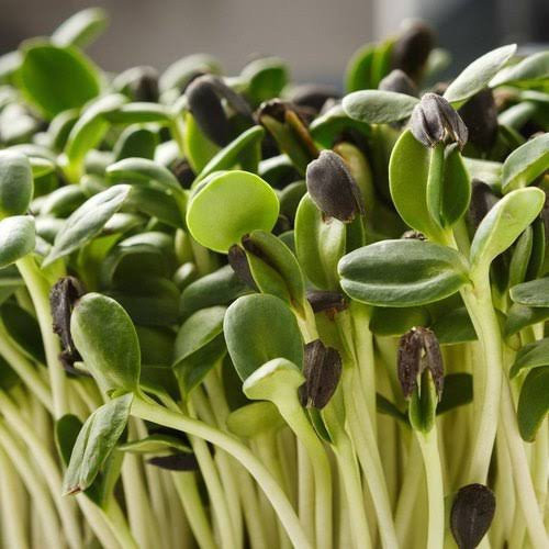 Hydroponic Sunflower Microgreens by Ogreens 20G
