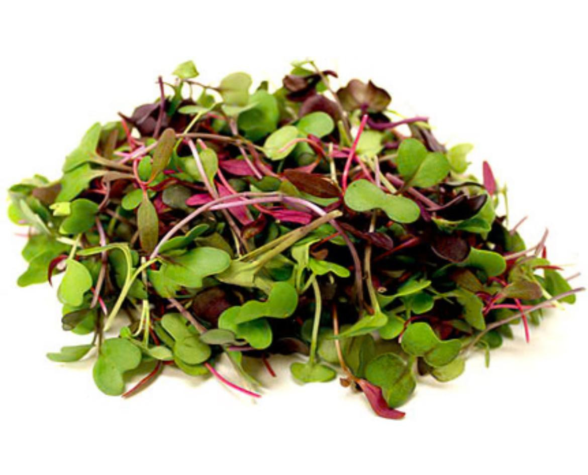 Hydroponic Microgreens Medley by Ogreens 20G