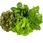 Ogreens Hydroponic Lettuce Mix 250G 