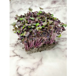 Hydroponic Radish Microgreens by Ogreens 20G
