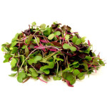 Hydroponic Microgreens Medley by Ogreens 20G